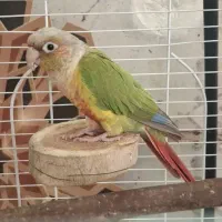 گرینچیک، عروس هلندی، قناری|پرنده|شاهین‌شهر, طالقانی|دیوار