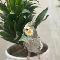 طوطی عروس مولد|پرنده|قزوین, |دیوار