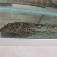 لجن خوار
