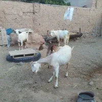 فروش بز سانن خانگی|حیوانات مزرعه|اصفهان, شهرستان|دیوار