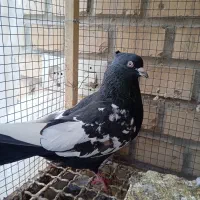 کبوترسینه ای وکله ای