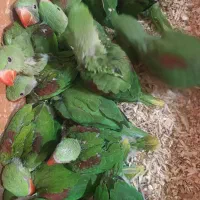 جوجه طوطی ملنگو سرلاکی