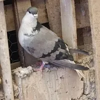 نرو ماده سینه گلی|پرنده|خمینی‌شهر, |دیوار