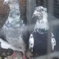 بزک. سینه سفید