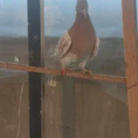 کفتر کله زرد|پرنده|مشهد, فاطمیه|دیوار