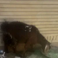 بزغاله۲ساله ماده