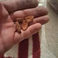 گردو و بادام