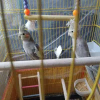 یه جفت عروس هلندی