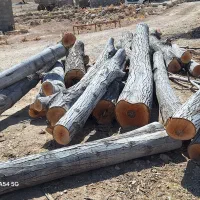 فروش چوب گردو تنه|خدمات باغبانی و درختکاری|اصفهان, امین‌آباد|دیوار