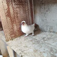 کبوتر هلمت امریکایی طوقی مسافتی|پرنده|هشتگرد, فاز ۳ مهستان|دیوار