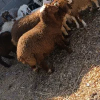 کاور ،،بره ،،۱۰عدد مالچه