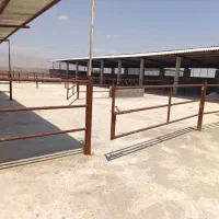 فروش گاوداری شیری صنعتی ۴۰۰۰ متری|فروش دفتر صنعتی، کشاورزی، تجاری|شیراز, کوشک بیدک|دیوار