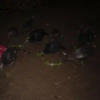 بوقلمون نروماده