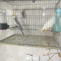 یه جفت عروس هلندی