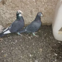 کبوتر|پرنده|یزد, |دیوار