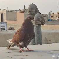 کبوتر سرخ کاشونی