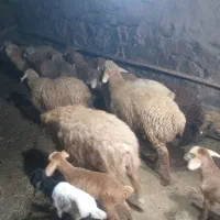 بره نر ۱۰ عدد هست کیلوی ۳۶۵تومان|حیوانات مزرعه|آبش احمد, |دیوار