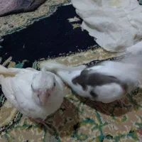 جوجه عروس هلندی آلبینو