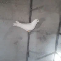 کفتر|پرنده|شیراز, شهرک پرواز|دیوار