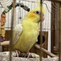 عروس هلندی جفت مولد