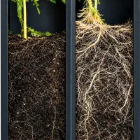 بذرمال / برای تناژ بیشتر تماس بگیرید