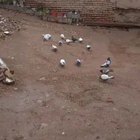 کفتر معلقی|پرنده|کرمان, |دیوار