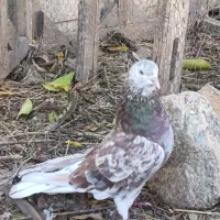 کبوتر فوق پرش