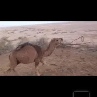 سه عددشترحق لوکی