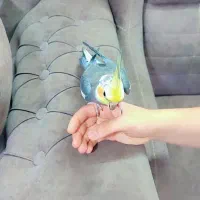 دو عدد عروس هلندی