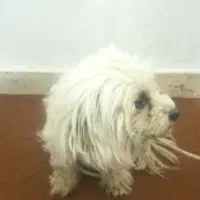 قیمت فروش 1500000تومان|سگ|یاسوج, |دیوار