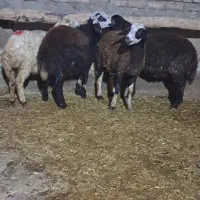 بز-گوسفنده-بره