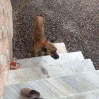 سگ سرابی نر