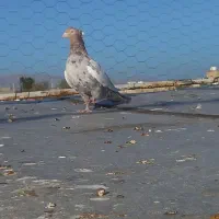 سینه سرور ماده
