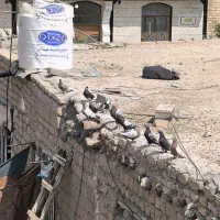 کفتر کبوتر