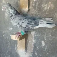 کبوتر فروشی