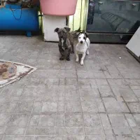 واگذاری دو توله سگ