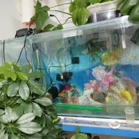 آکواریوم ماهی