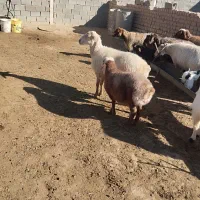 میش جوان بره نر بزرگ