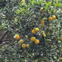 پرتقال تامسون روی درخت