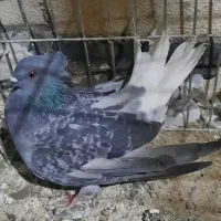 نروماده فروشی قیمتها فرق دارن|پرنده|اردکان, |دیوار