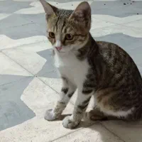 فروش دوعدد گربه کوچک خیابانی که به خانگی تبدیل شدن|گربه|شیراز, شهرک کوشکک|دیوار
