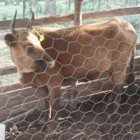 گاو با گوساله