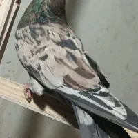 نر سرور آتیشی پرشی خال قدیم