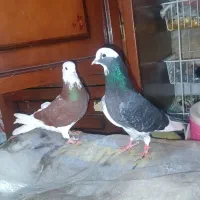کبوتر شازده