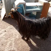 بز.|حیوانات مزرعه|شیراز, سعدیه شمالی|دیوار