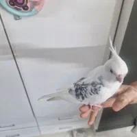 عروس هلندی مولد|پرنده|رشت, استقامت ۲|دیوار