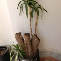 سه عدد گل طبیعی
