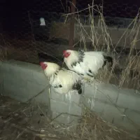 خروس امپراطور