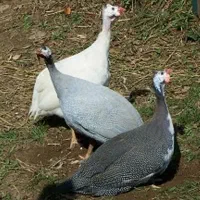 مرغ شاخدار