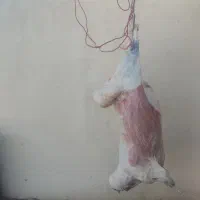 قصاب+گوسفند محلی|خدمات پذیرایی، مراسم|کرمان, |دیوار